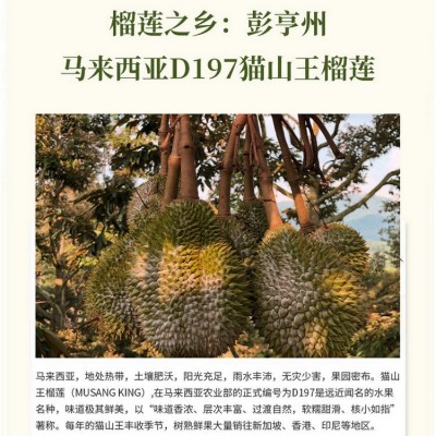 【顺丰包邮】保4房猫山王榴莲D197带壳液氮冷冻应季进口新鲜水果
