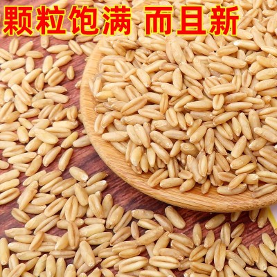 新米裸燕麦仁全胚芽米胚芽燕麦厂家直发批发一件代发图2
