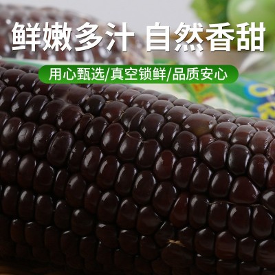 黑糯玉米棒 真空包装速冻鲜糯玉米 代餐玉米棒独立包装熟糯玉米棒图2