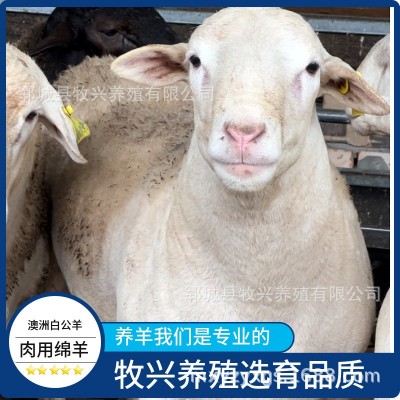 澳洲白绵羊种公羊价格小母羊羊羔绵羊养殖场肉用绵羊活体供应图5