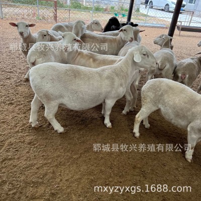 澳洲白绵羊种公羊价格小母羊羊羔绵羊养殖场肉用绵羊活体供应图4