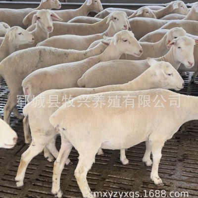 澳洲白绵羊种公羊价格小母羊羊羔绵羊养殖场肉用绵羊活体供应图2