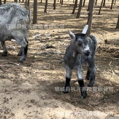 青山羊羊羔价格青山羊活体小羊鲁西南青山羊养殖场山东青山羊图3