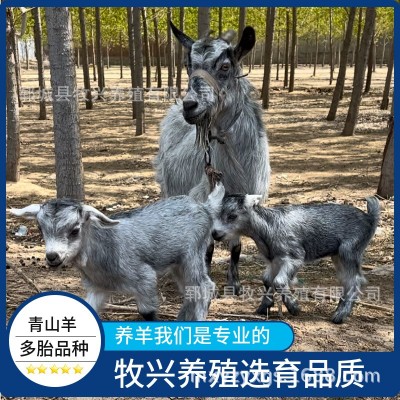 青山羊羊羔价格青山羊活体小羊鲁西南青山羊养殖场山东青山羊图5