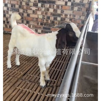 波尔山羊小羊羔波尔山羊羊苗波尔山羊小羊苗多少钱一只图3