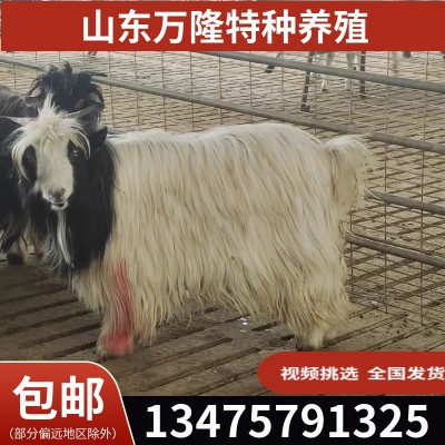 旅游区动物园宠物羊 景区动物展览宠物羊萌宠 出售景区观赏宠羊图2
