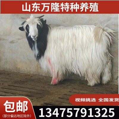 旅游区动物园宠物羊 景区动物展览宠物羊萌宠 出售景区观赏宠羊图3