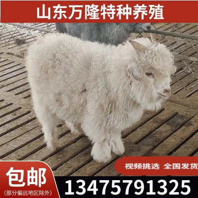 旅游区动物园宠物羊 景区动物展览宠物羊萌宠 出售景区观赏宠羊图5