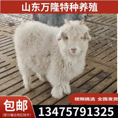 旅游区动物园宠物羊 景区动物展览宠物羊萌宠 出售景区观赏宠羊图4