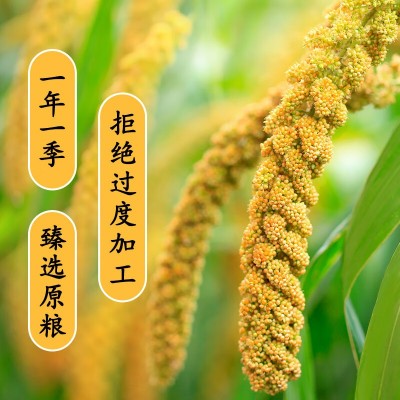 晋之坊黄小米1kg批发 散装山西新米农家香糯小米杂粮特产工厂直发图4