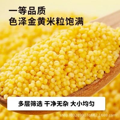 内蒙古赤峰有机黄金苗小米罐装2.3kg新米五谷杂粮小米粥小米批发图5