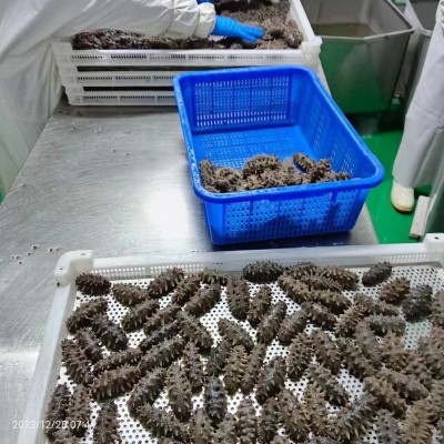 7A大连即食海参辽刺参单只真空包装非海参干货劲道口感即食海参图2