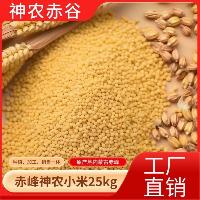 神农赤谷内蒙古赤峰黄金苗小米25kg新米黄小米五谷杂粮小米粥批发