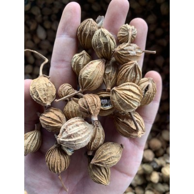 香料批发花椒八角桂皮香叶卤肉干杂调料孜然桂皮肉蔻小茴香500g装图2