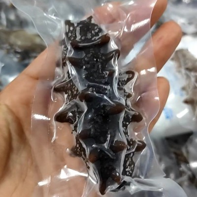 大连底播鲜食海参即食海参进到Q弹12-20头海参厂家批发量大优惠图2