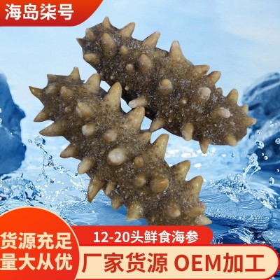 大连底播鲜食海参即食海参进到Q弹12-20头海参厂家批发量大优惠图5