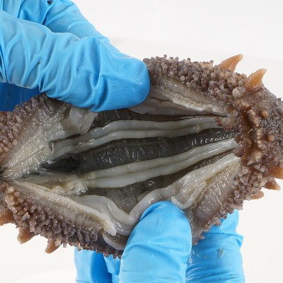 大连辽参一手货源工厂批发有优惠7-12头鲜食海参刺参即食海参批发图3