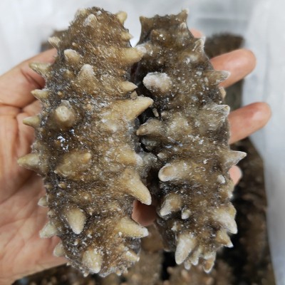 大连辽参一手货源工厂批发有优惠7-12头鲜食海参刺参即食海参批发图4