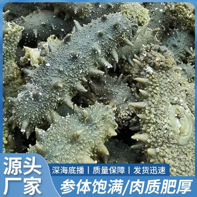 厂家批发大连半干海参可商用拉缸盐海参辽刺参可食用一件代发包邮图4
