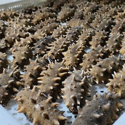 大连海参鲜食冷蒸口感500g辽参冷冻即食爆刺海参辽刺参包邮图2