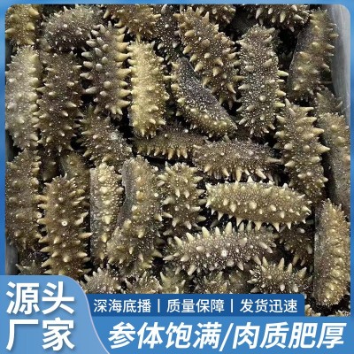 大连海参鲜食冷蒸口感500g辽参冷冻即食爆刺海参辽刺参包邮图5
