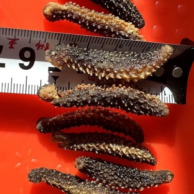 小刺参50g 40根 刺突干海参代发 野生淡干深海非即食海参 孕妇老图4