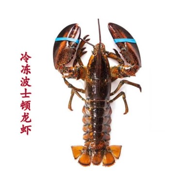 波士顿龙虾生冻宴会酒席海鲜食用水产速冻海鲜500-750克一只图2