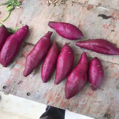 红薯紫薯番薯地瓜口感好软糯香甜无筋无丝 顺来图4