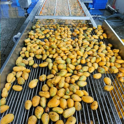 烘焙芒果干片果脯 果脆果干即食批量供应 顺来图5