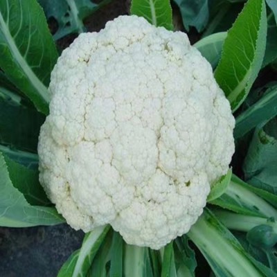 供应新鲜绿色蔬菜有机绿花菜上市 白散菜花 顺来图2