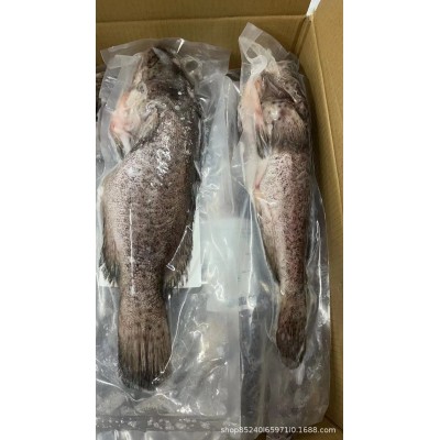酒店食材三去珍珠斑老虎斑珍珠龙胆鱼石斑鱼鲜活冷冻 大龙胆鱼图2