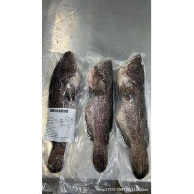 酒店食材三去珍珠斑老虎斑珍珠龙胆鱼石斑鱼鲜活冷冻 大龙胆鱼图3