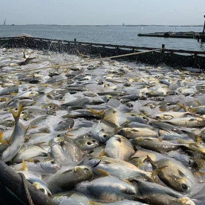 16元/斤冷冻金鲳鱼整鱼厂家直销 海鲜鱼类水产品批发湛江水产图4