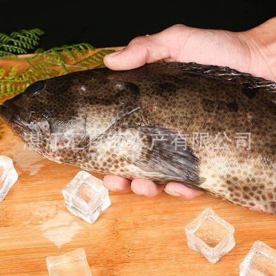 湛江北部湾真宗金老虎斑鲜活速冻发货生猛石斑鱼大量批发顺丰图3
