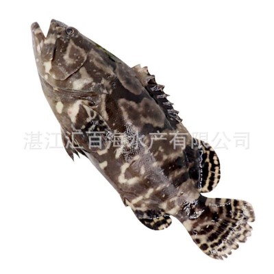 湛江北部湾真宗金老虎斑鲜活速冻发货生猛石斑鱼大量批发顺丰图5