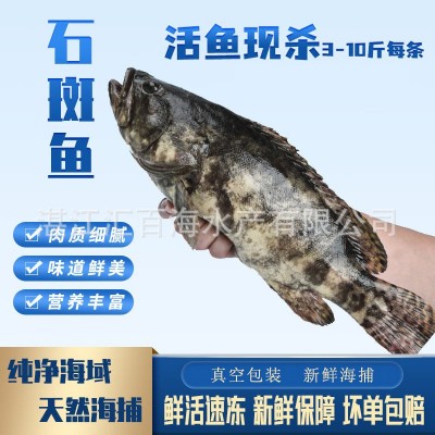 湛江北部湾真宗金老虎斑鲜活速冻发货生猛石斑鱼大量批发顺丰图2