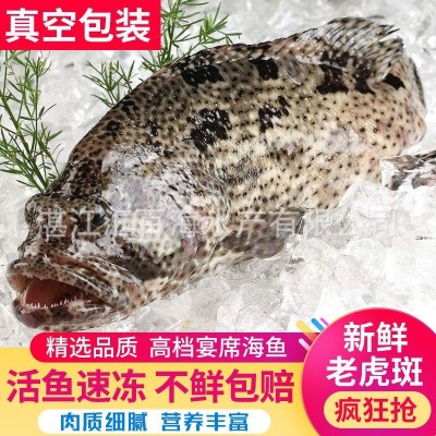 湛江北部湾真宗金老虎斑鲜活速冻发货生猛石斑鱼大量批发顺丰图1