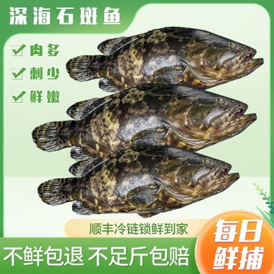 湛江北部湾龙胆石斑鱼鲜活速冻发货生猛珍珠斑老虎斑顺丰大量批发图4