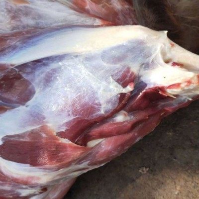 直发美味新鲜鹿排鹿肉排骨生鲜冷冻真空包装鹿腱鹿腿顺丰批发图3