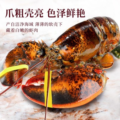 波士顿龙虾鲜活冷冻特大澳洲龙虾加拿大海鲜小青龙奥龙波龙波斯顿图4