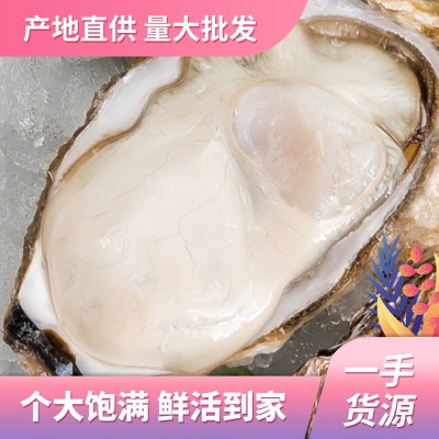 乳山生蚝鲜活5斤顺丰包邮新鲜水产牡蛎贝壳海蛎子带壳生蚝批发图3