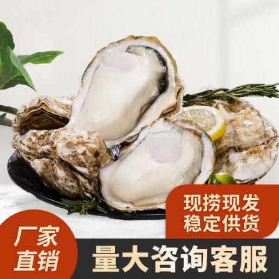 乳山生蚝批发夜市摆摊烧烤整箱商用鲜活顺丰发货海鲜牡蛎生蚝肉图2