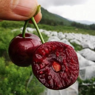 四川汉源黑珍珠车厘子红灯笼美早大樱桃新鲜水果批发顺丰京东包邮图3