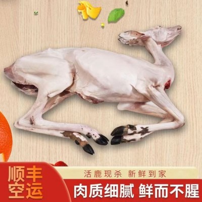 鹿白条厂家批发整只冷冻包装鲜鹿肉质鲜嫩50斤起批图5