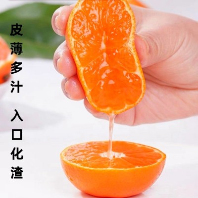 正宗临海涌泉蜜桔新鲜无核薄皮桔子10斤整箱当季水果现摘现发图1