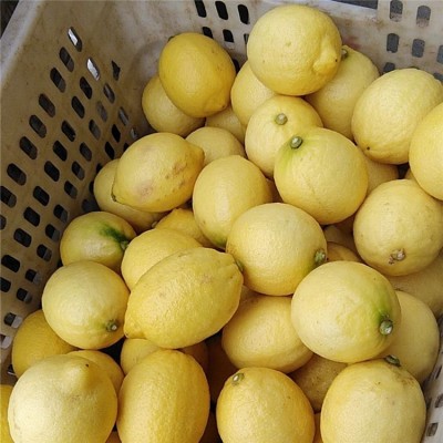 批发土柠檬安岳柠檬水果新鲜水果尤力克柠檬皮薄多汁一件代发图3