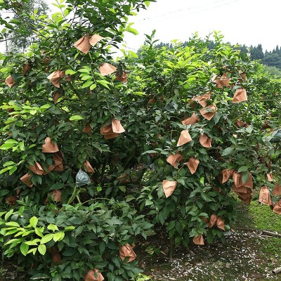 一件批发5斤包邮四川安岳柠檬水果新鲜黄柠檬批发优质水果鲜水果图3