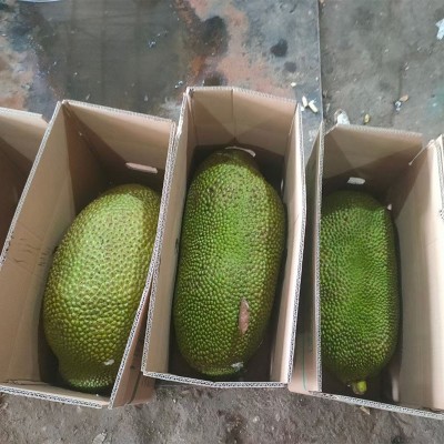 正宗海南三亚黄肉菠萝蜜新鲜水果假榴莲一整个红肉波罗蜜批发包邮图2