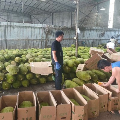 正宗海南三亚黄肉菠萝蜜新鲜水果假榴莲一整个红肉波罗蜜批发包邮图4