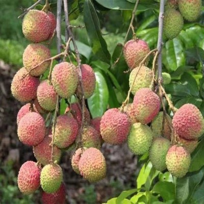 现货妃子笑荔枝新鲜白糖罂现摘现发顺丰冷链空运应当季整箱代发图1